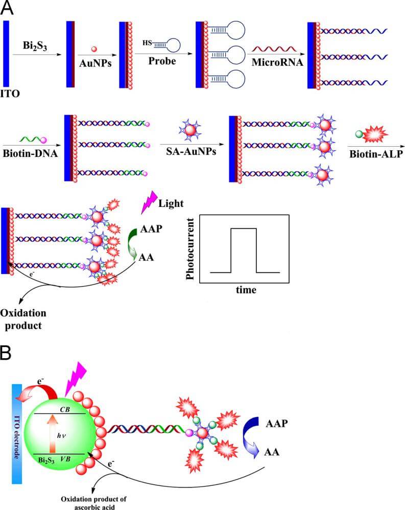 L-Ascorbic Acid 2-Phosphate Trisodium Salt for MicroRNA Signal-On Photoelectrochemical Biosensors