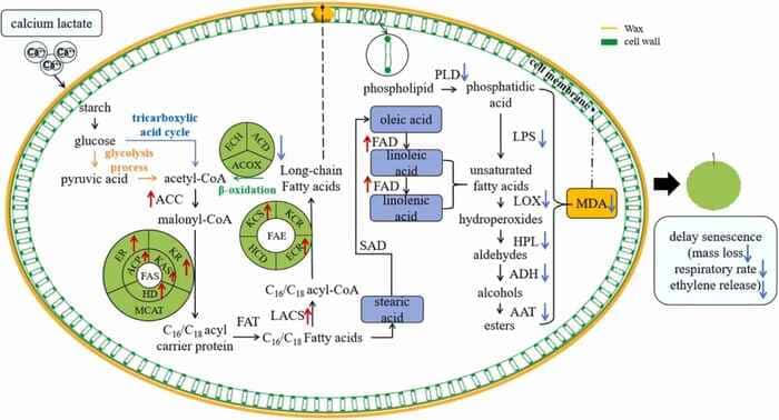 Calcium Lactate Used for Postharvest Preservation of 'Jinfeng' Pear via Regulation of Fatty Acid Metabolism
