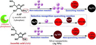 Detection of Alkaline Phosphatase by Adding L-Ascorbic Acid 2-Phosphate Trisodium Salt