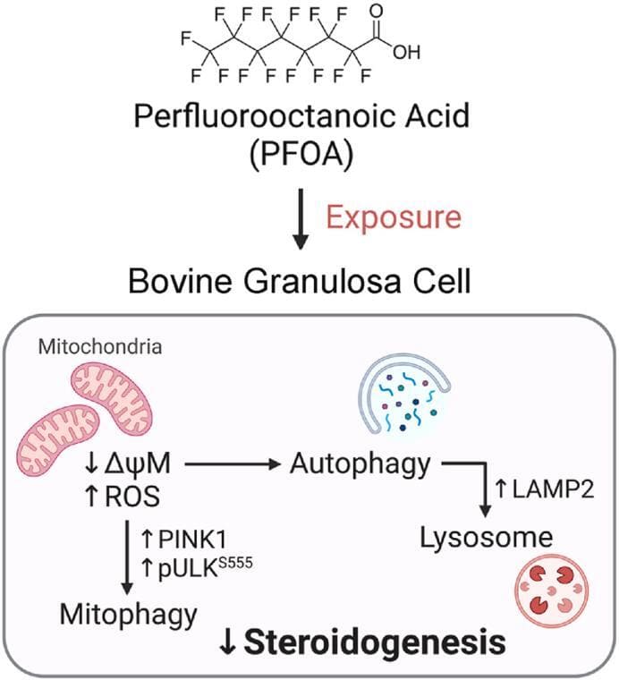 <em>In Vitro</em> Inhibition of Steroidogenesis and Mitochondrial Function in Bovine Granulosa Cells by Perfluorooctanoic Acid (PFOA)
