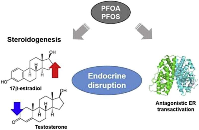 Regulation of Neutrals Hormone Synthesis in H295R Cells by Perfluoroalkyl Acids (PFOA and PFOS)