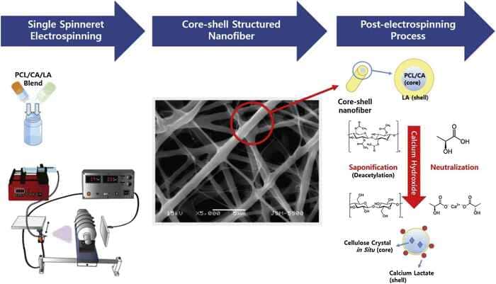 Calcium Lactate Used for the Preparation of Biofunctionalized PCL Nanofibrous Scaffolds for Tissue Engineering