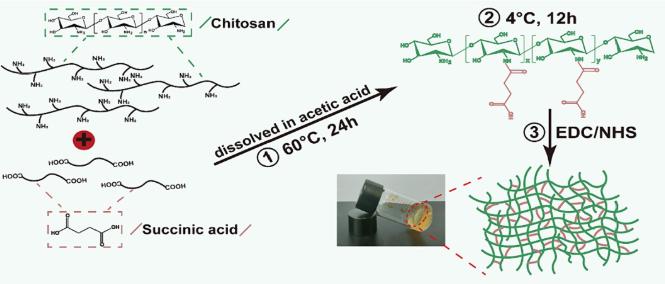 Succinic Acid Modified Chitosan Hydrogel for Bioenergetic Remodeling and Spinal Cord Injury Repair