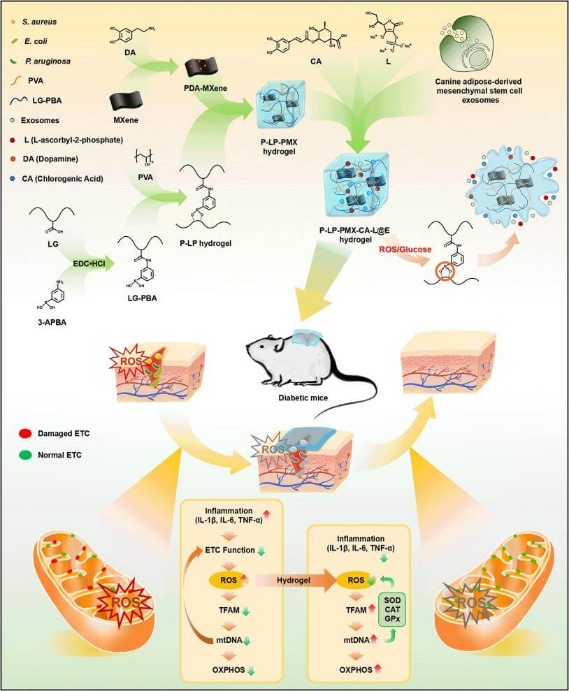 Synthesis of L-Ascorbic Acid-2-Phosphate Trisodium Salt-Loaded Hydrogel with ROS/Glucose and Exosome Release Characteristics