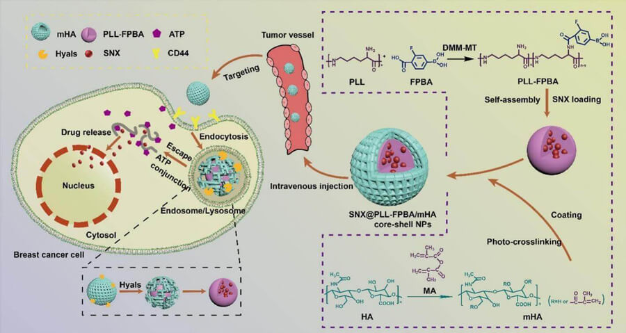 Synthesis of Polylysine/Hyaluronic Acid-Based Core-Shell Nanoparticles for Drug Delivery