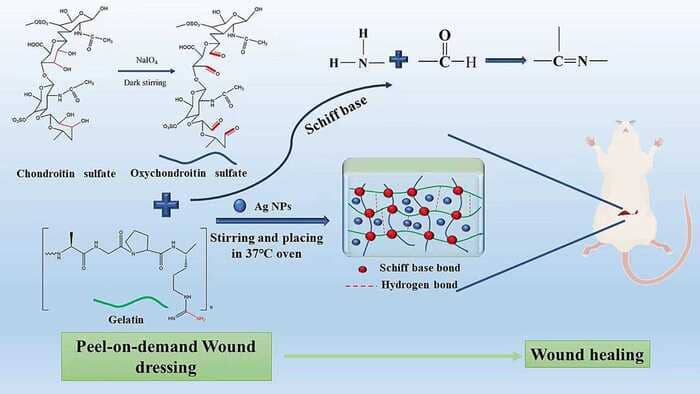 Chondroitin Sulfate Used for the Preparation of Temperature-Responsive Antimicrobial GelOCS@Ag Hydrogel via Schiff-Base Crosslinking