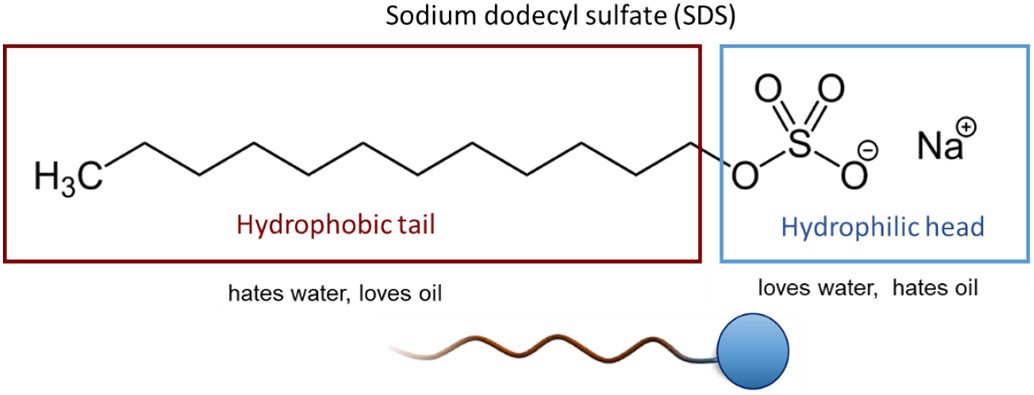 Structure of sodium dodecyl sulfate (SDS)