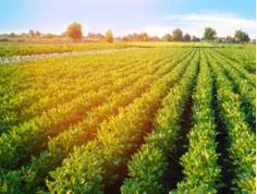 Agriculture